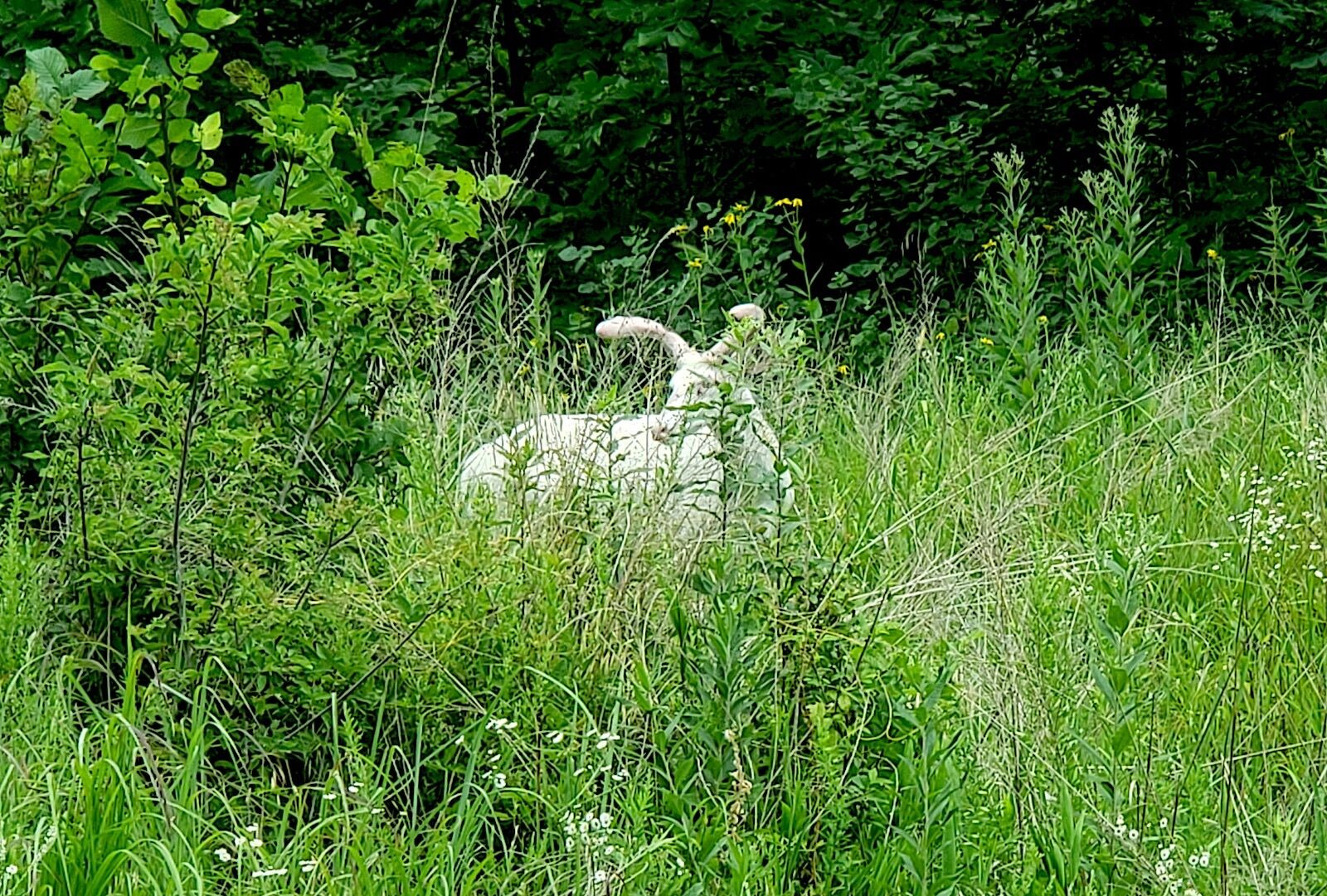Albino Deer - Buck In Velvet - Laurie/Gravois Mills